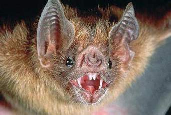 Descubren que los murciélagos tienen diversos acentos, como los humanos