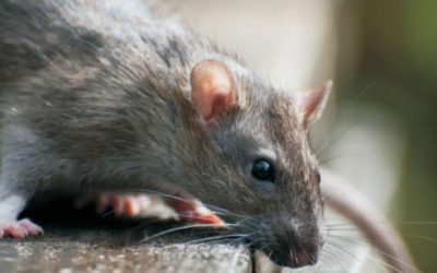 Estudio revela que ratones empiezan a comerse entre ellos ante menor cantidad de basura por las cuarentenas