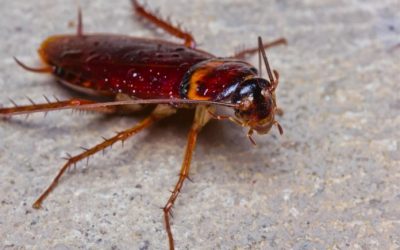 El secreto de supervivencia de las cucarachas que las hace ‘casi inmortales’