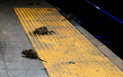 ‘Si comes aquí, estás cenando con ratas’: plaga de roedores en Nueva York