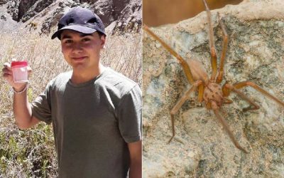 Joven chileno descubre nueva araña de rincón: fue bautizada con su nombre