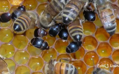 SAG entra en alerta ante grave plaga que afecta abejas: insecto está a las puertas de Chile