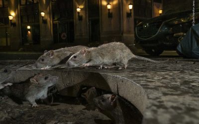 Las ratas tienen invadida a Nueva York y ya son un gran problema de salubridad