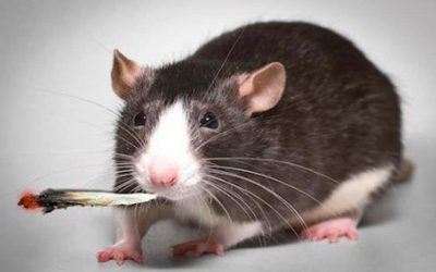 Culpan a plaga de ratas de devorar 500 kilos de marihuana decomisada en India: «Son intrépidas»