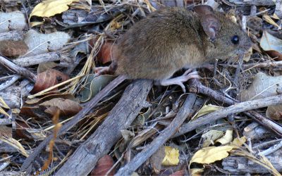 Temporada de virus Hanta en Chile: Cuáles son los síntomas y cómo identificar un ratón de cola larga