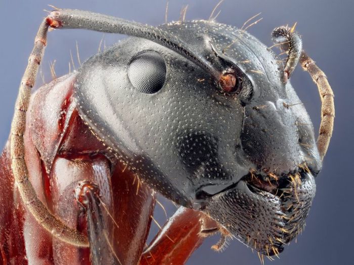 Entomología, el estudio científico que ayuda a comprender la importancia de los insectos en el mundo natural y social