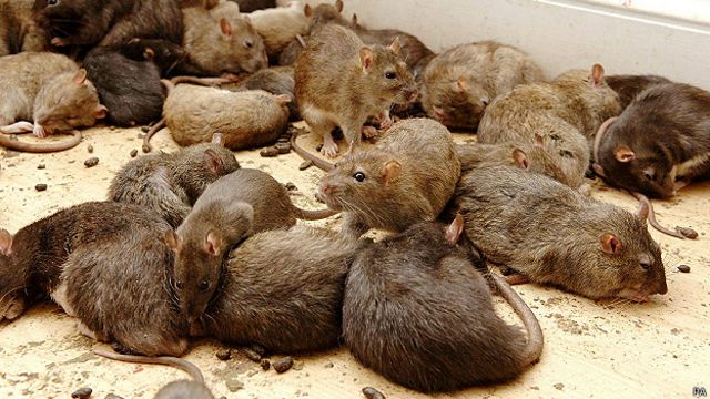 España: Los fabricantes de raticidas, incrédulos ante las penas de dos años de cárcel por envenenar ratas