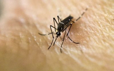 Alerta sanitaria por presencia de riesgosos mosquitos en Atacama: Pueden transmitir Fiebre Amarilla, Dengue, Zica y Malaria