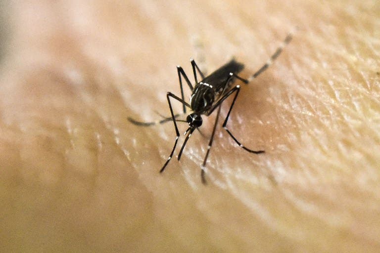 Alerta sanitaria por presencia de riesgosos mosquitos en Atacama: Pueden transmitir Fiebre Amarilla, Dengue, Zica y Malaria