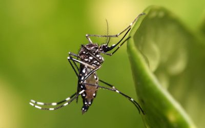 Perú se enfrenta al peor brote de dengue de su historia: más de 200 muertos y 130.000 casos en todo el país