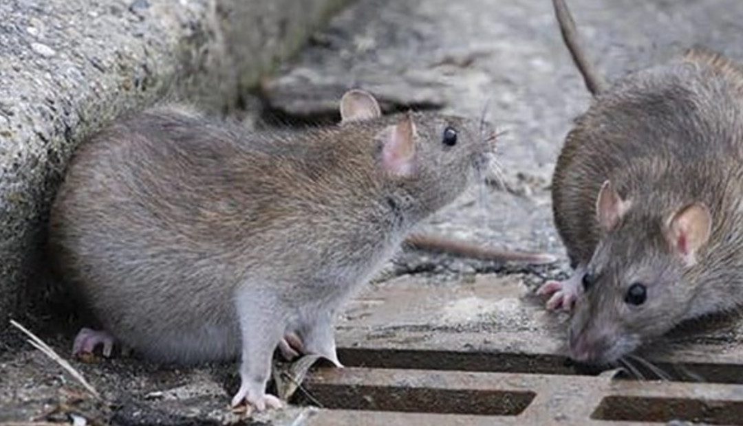 Crisis por invasión de ratas en Bogotá: expertos aconsejan no matarlas y explican cuál es el protocolo a seguir