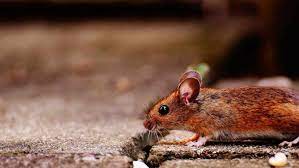 Inglaterra prohibirá el uso de trampas adhesivas para ratones