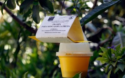 SAG impulsa trabajo colaborativo con productores para combatir la mosca de la fruta