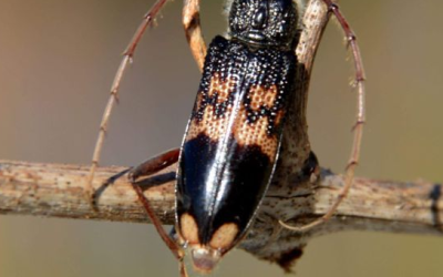 “Taladrador de eucaliptos”: qué es y cómo reconocer al insecto considerado una plaga en Chile